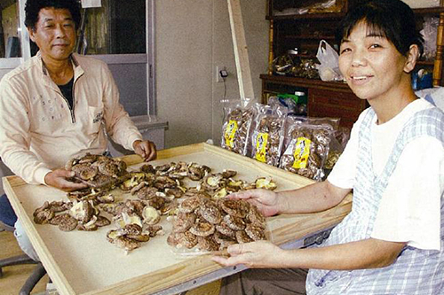 原木椎茸のこだわり